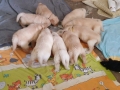 Dual-Golden-Retriever-2-1
