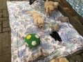 Dual-Golden-Retriever-21
