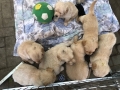 Dual-Golden-Retriever-22