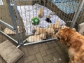 Dual-Golden-Retriever-23