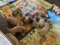 Dual-Golden-Retriever-3