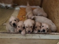 Dual-Golden-Retriever-4-1