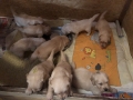 Dual-Golden-Retriever-5-1