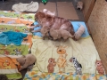 Dual-Golden-Retriever-5