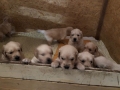 Dual-Golden-Retriever-6