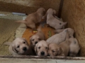 Dual-Golden-Retriever-8