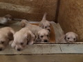 Dual-Golden-Retriever-9