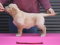 1.0-Hündin_rot_Stand-dual-golden-retreiver-