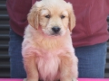 1.1-Hündin_rot_vorne-dual-golden-retriever-