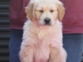 2.1-Hündin_orange_vorne-dual-golden-retriever-