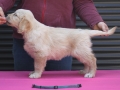 3.0-Hündin_blau-_Stand-dual-golden-retreiver-