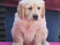 3.1-Hündin_-blau_vorne-dual-golden-retriever-