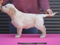 4.0-Hündin_grün-_Stand-dual-golden-retreiver-