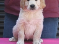 4.1.Hündin_grün_vorne-dual-golden-retriever-