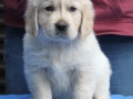 5.1-Rüde_blau_vorne-dual-golden-retreiver
