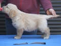 6.0-Rüde_braun_Stand-dual-golden-retreiver