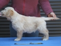 7.0-Rüde_gelb_Stand-dual-golden-retreiver