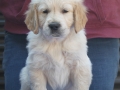 7.1-Rüde_gelb-_vorne-dual-golden-retreiver