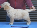 8.0-Rüde_lila_Standdual-golden-retreiver-