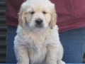 8.1-Rüde_Lila_vorne-dual-golden-retreiver