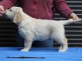 9.0-Rüde_schwarz_Stand-dual-golden-retreiver-