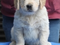9.1-Rüde_schwarz_vorne-dual-golden-retreiver