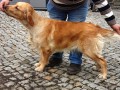 Dina-of-Golden-Fields-and-Forests-1.2-Kopie