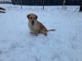 Dina-of-Golden-Fields-and-Forests-3