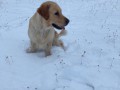 Dina-of-Golden-Fields-and-Forests-4