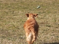 golden-mountain-springs-caty-41