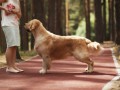 0-EDVIN-IZ-SOKOLINOGO-GNEZDA-www.dual-golden-retriever.de-jpg
