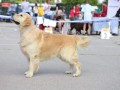 1-EDVIN-IZ-SOKOLINOGO-GNEZDA-www.dual-golden-retriever.de-