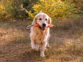 1.1a-EDVIN-IZ-SOKOLINOGO-GNEZDA-www.dual-golden-retriever.de-
