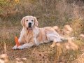 1.3-EDVIN-IZ-SOKOLINOGO-GNEZDA-www.dual-golden-retriever.de-10