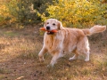 1.4-EDVIN-IZ-SOKOLINOGO-GNEZDA-www.dual-golden-retriever.de-11