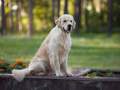 10-EDVIN-IZ-SOKOLINOGO-GNEZDA-www.dual-golden-retriever.de-