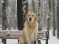 11-EDVIN-IZ-SOKOLINOGO-GNEZDA-www.dual-golden-retriever.de-