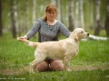 14-EDVIN-IZ-SOKOLINOGO-GNEZDA-www.dual-golden-retriever.de-
