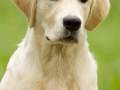 15-EDVIN-IZ-SOKOLINOGO-GNEZDA-www.dual-golden-retriever.de-
