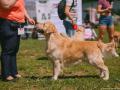 2.1-EDVIN-IZ-SOKOLINOGO-GNEZDA-www.dual-golden-retriever.de-