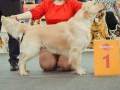 2.2-EDVIN-IZ-SOKOLINOGO-GNEZDA-www.dual-golden-retriever.de-