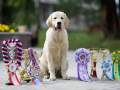 2.3-EDVIN-IZ-SOKOLINOGO-GNEZDA-www.dual-golden-retriever.de-