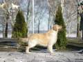 2.5-EDVIN-IZ-SOKOLINOGO-GNEZDA-www.dual-golden-retriever.de-