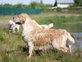 2.6-EDVIN-IZ-SOKOLINOGO-GNEZDA-www.dual-golden-retriever.de-