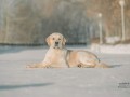 3-EDVIN-IZ-SOKOLINOGO-GNEZDA-www.dual-golden-retriever.de-