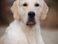 3.1-EDVIN-IZ-SOKOLINOGO-GNEZDA-www.dual-golden-retriever.de-