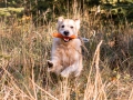 9-EDVIN-IZ-SOKOLINOGO-GNEZDA-www.dual-golden-retriever.de-