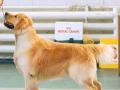 EDVIN-IZ-SOKOLINOGO-GNEZDA-www.dual-golden-retriever.de-1