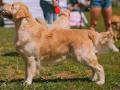 EDVIN-IZ-SOKOLINOGO-GNEZDA-www.dual-golden-retriever.de-2