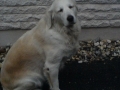 gina-vom-trauteckhof-05-02-96-19-02-11